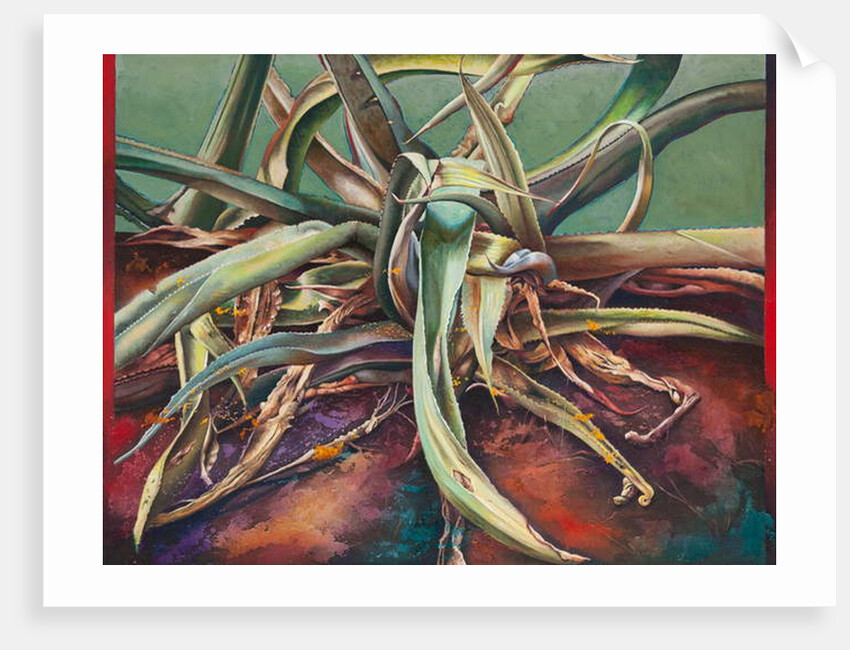 Century Plant, 2011 by Frances Ferdinands