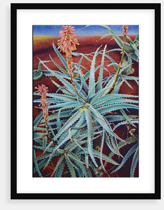 Aloe, 1991 by Frances Ferdinands