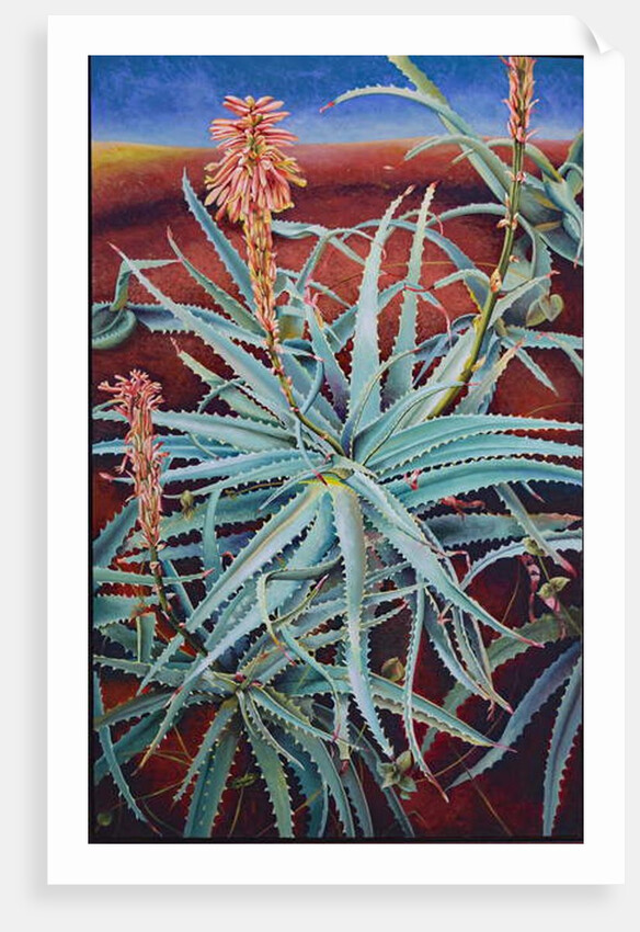 Aloe, 1991 by Frances Ferdinands