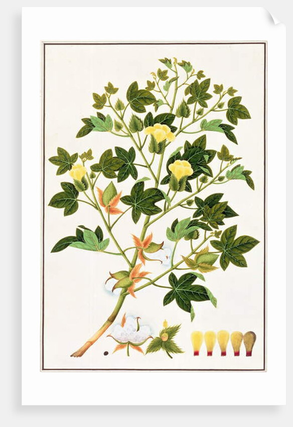 Gopypium Arboreum or Cotton Plant, c.1805-18 by School Chinese