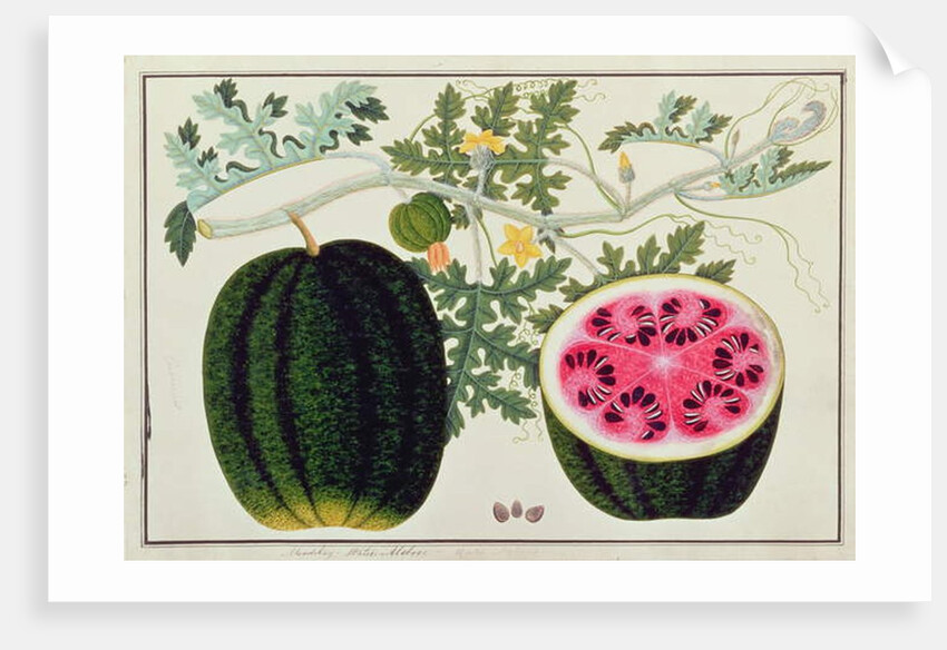 Mindikay or Water Melon by School Chinese