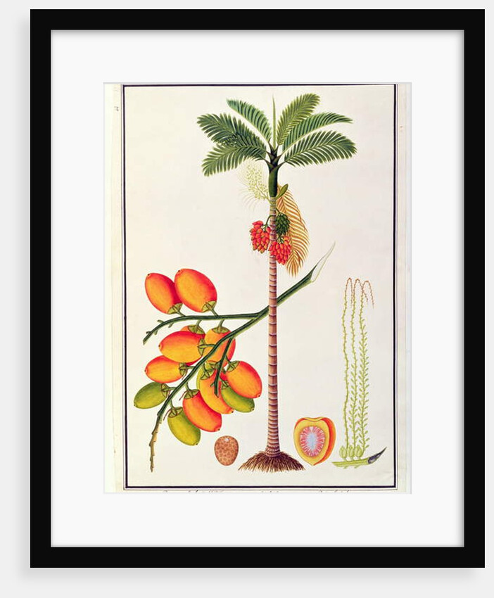 Pinang Betle Nut Tree by School Chinese