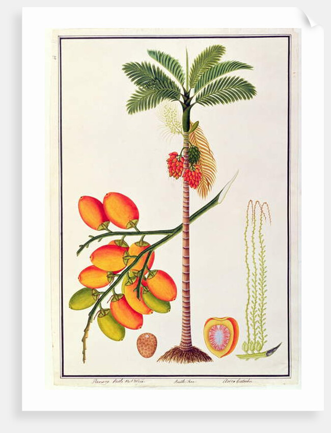 Pinang Betle Nut Tree by School Chinese