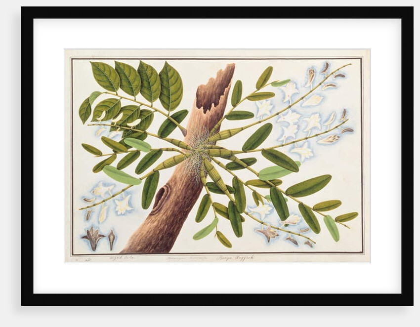 Pigeon Orchid by School Chinese