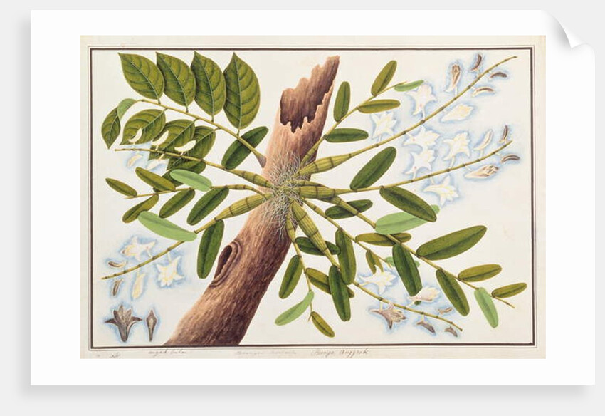 Pigeon Orchid by School Chinese