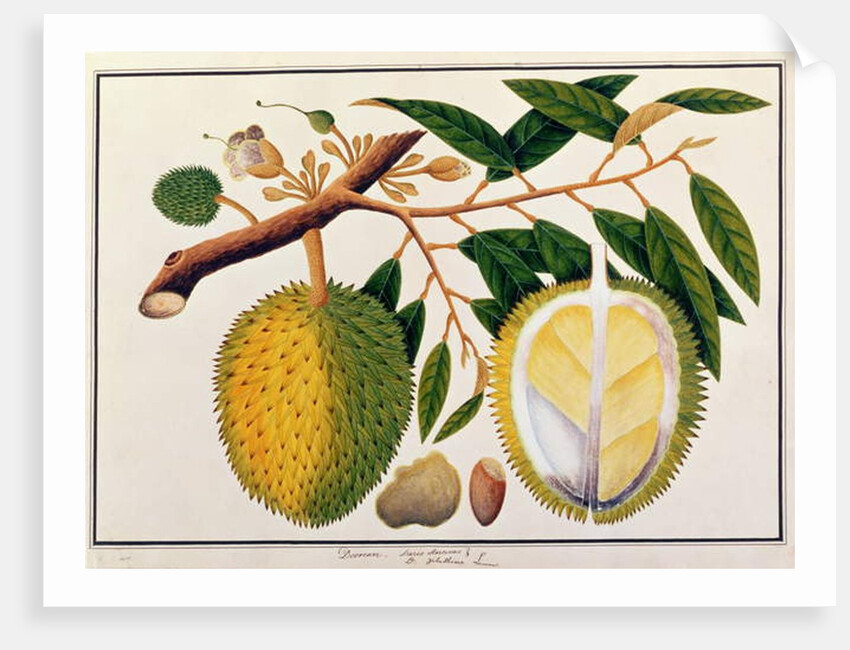 Doorean or Durio Hercorae by School Chinese