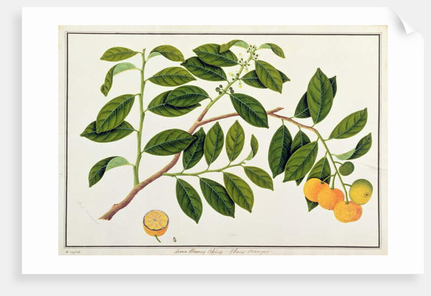 Limo Manies China or Chinese Oranges by School Chinese