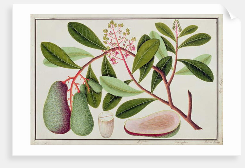 Langote or Mangifera by School Chinese