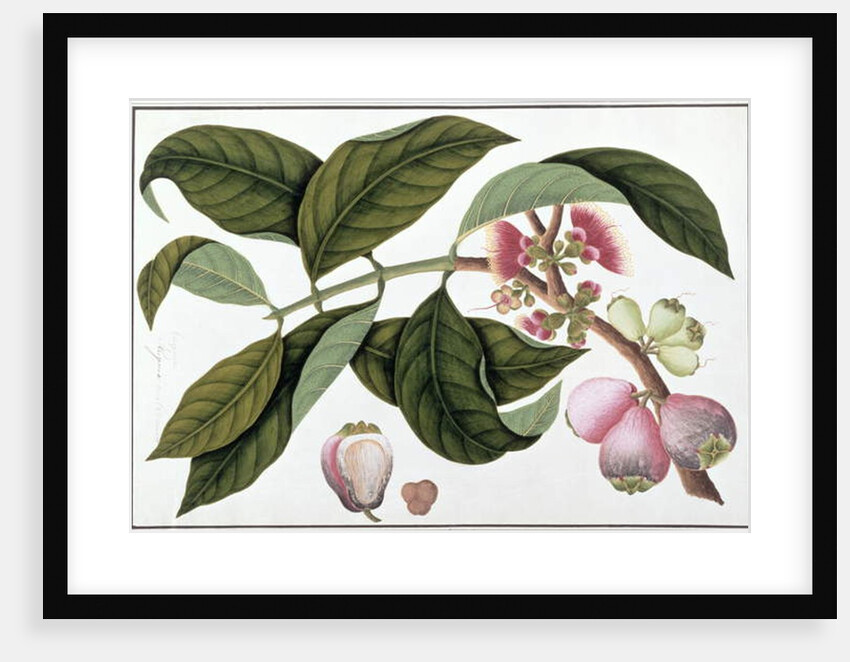 Eugenia or Jamboo Teloie poote by School Chinese