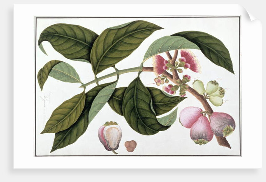 Eugenia or Jamboo Teloie poote by School Chinese