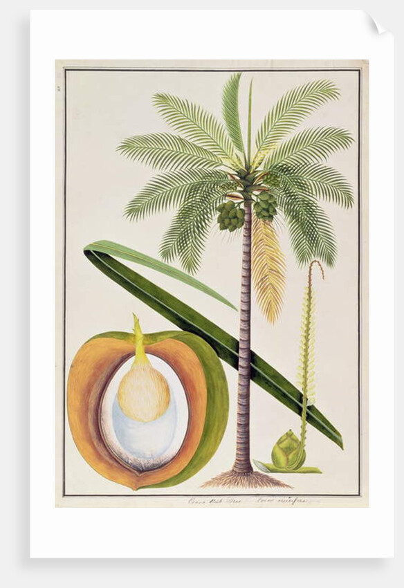 Cocoa Nut Tree by School Chinese