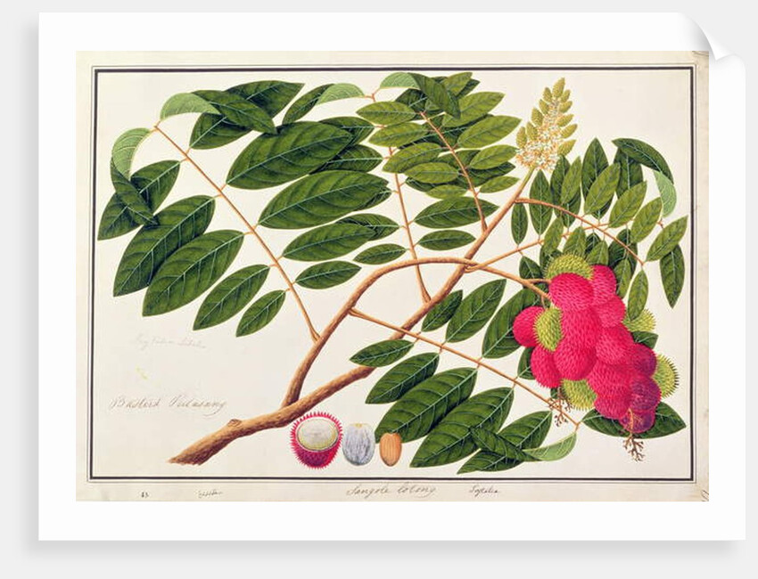 Sangole latong by School Chinese