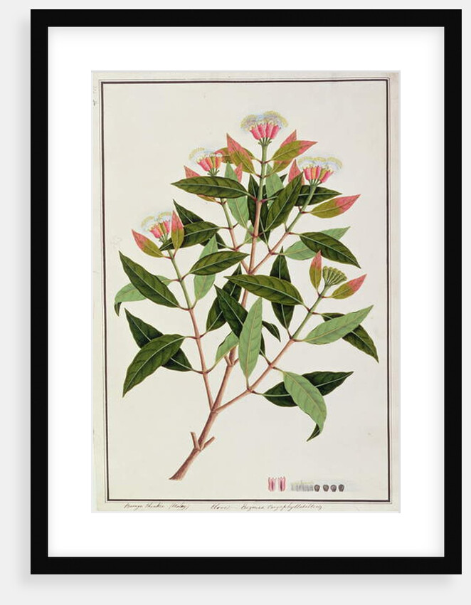 Boongo Chinkie, Eugenia Caryophyllatallen or Clove by School Chinese