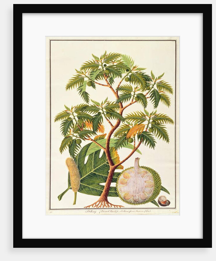 Sookong and Artocarpus Incisa from 'Drawings of Plants from Malacca', c.1805-18 by School Chinese