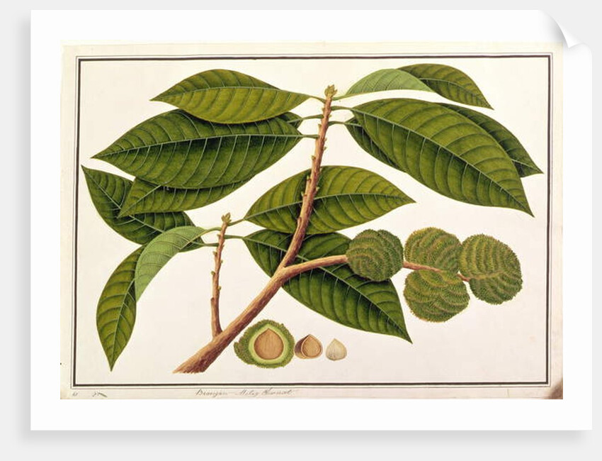 Brangam or Malay Chestnut by School Chinese