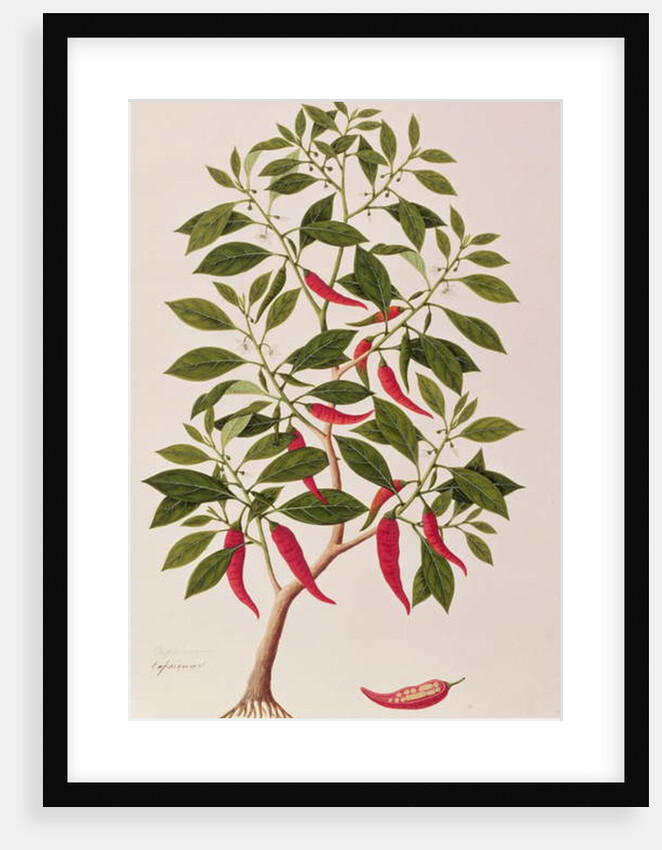 Chilly or Capsicum, 'Drawings of Plants from Malacca', c.1805-18 by School Chinese