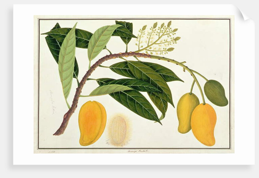 Mango Bodol by School Chinese