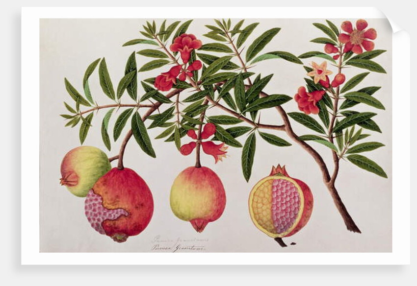 Bua Klitchie or Caesalpinia bonduccella by School Chinese