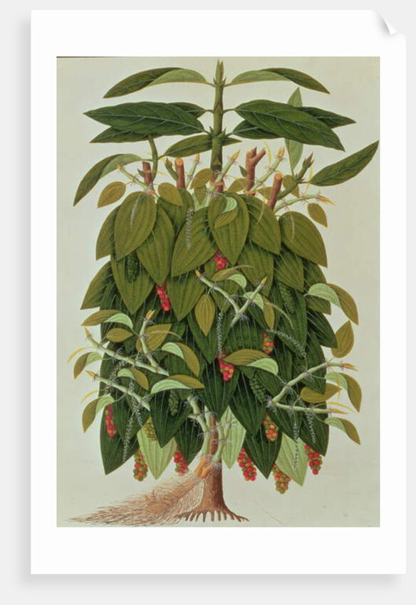 Lava Etam or Black Pepper by School Chinese