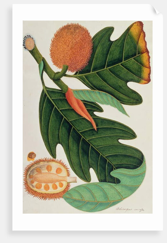 Trab or Artocarpus incesses by School Chinese