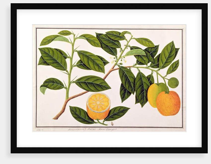 Lemomanies Macao-Macao Oranges by School Chinese