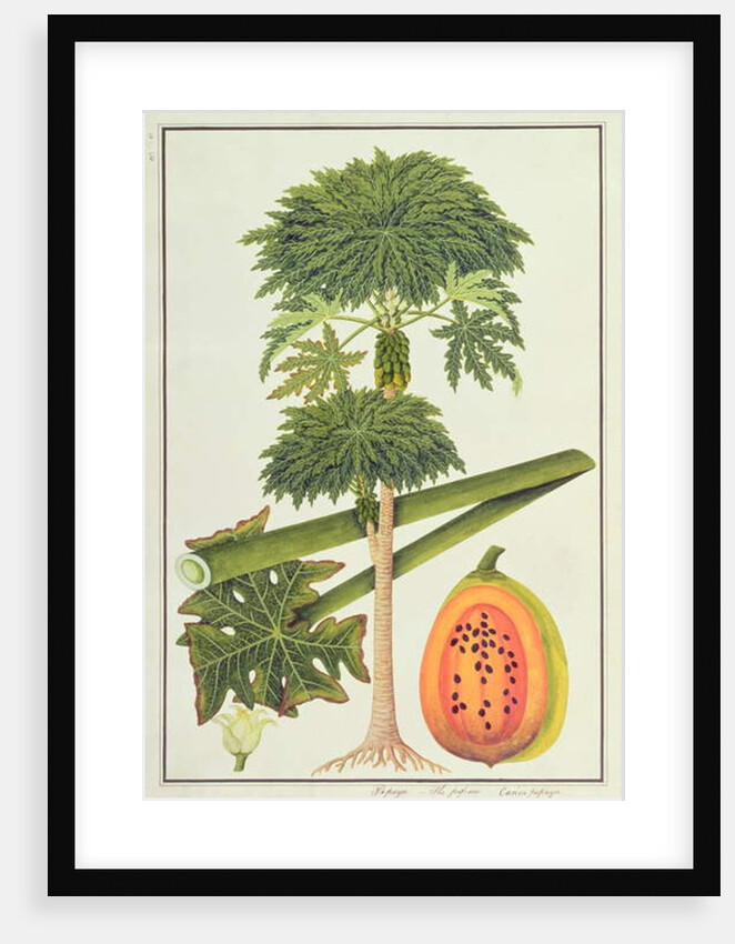 Papaya, The Papau or Caica Papaya by School Chinese
