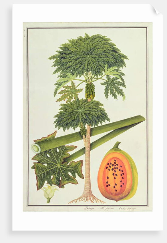 Papaya, The Papau or Caica Papaya by School Chinese
