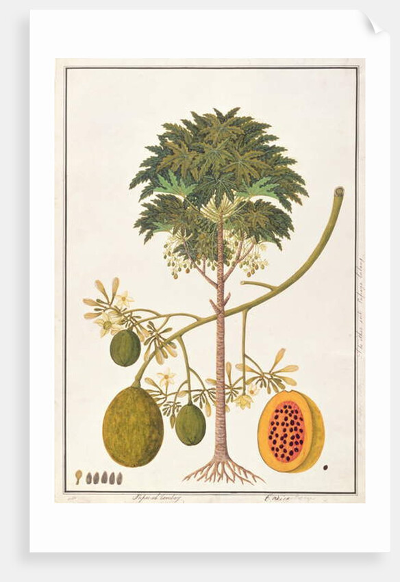 dapai-ah Tambay or Carica by School Chinese