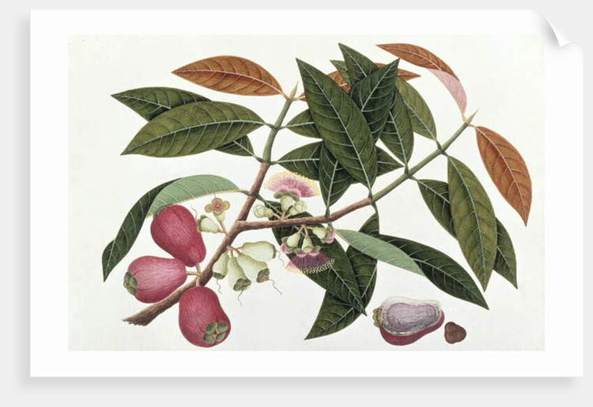 Jamboo Telore mera or Eugenia Malacceusis by School Chinese