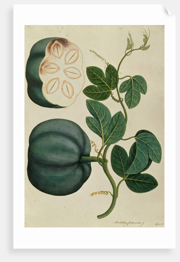 Mendickay or Water Melon by School Chinese