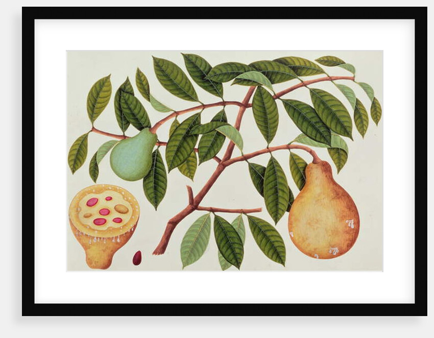 Fruit by School Chinese