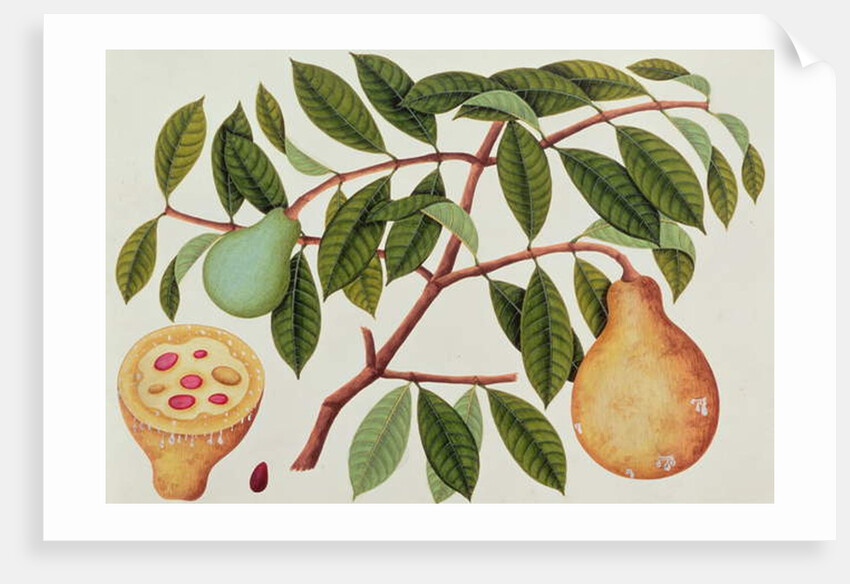 Fruit by School Chinese