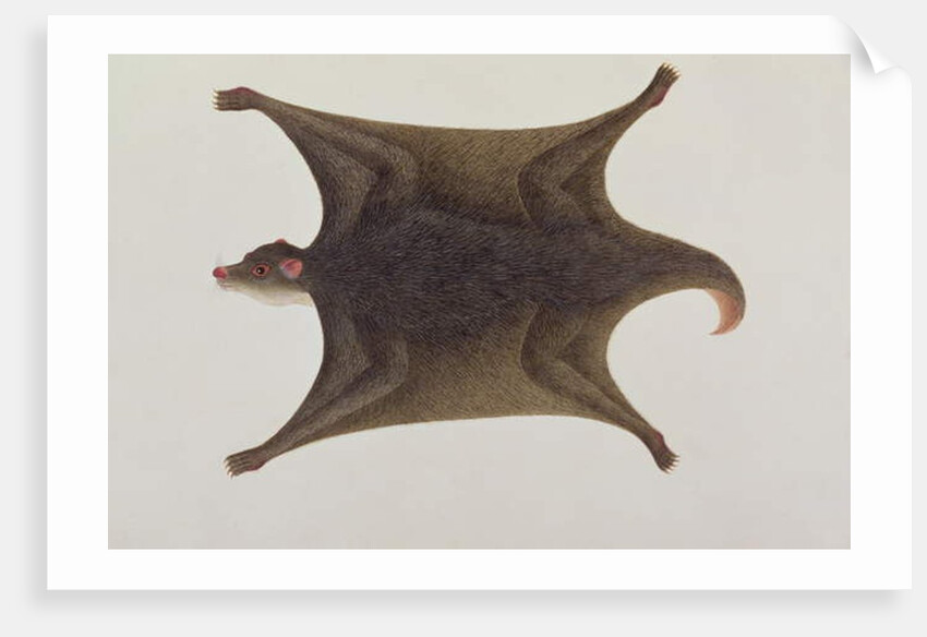 Koolong Lemur, Macanee by School Chinese