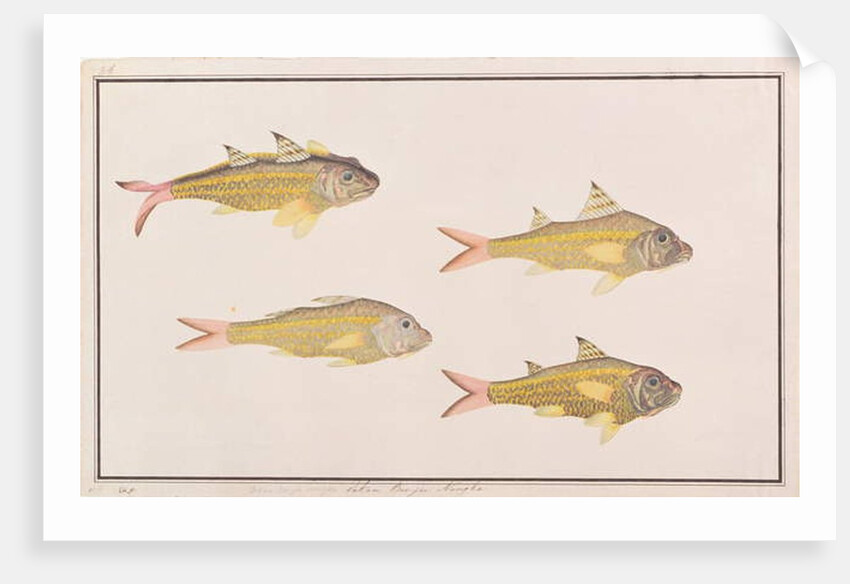 Goatfish by School Chinese