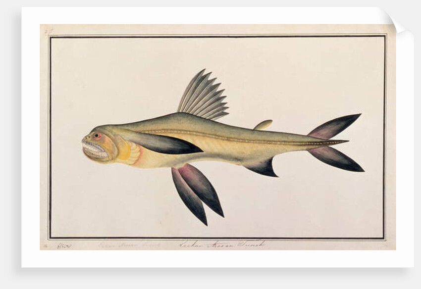 Bombay Duck by School Chinese