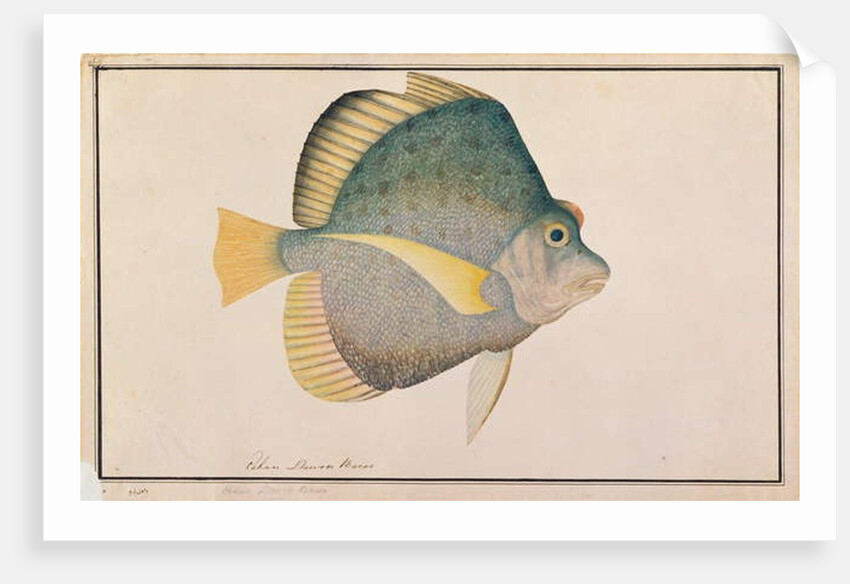 Spotted Sicklefish by School Chinese