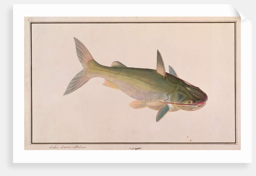 Soldier Catfish by School Chinese