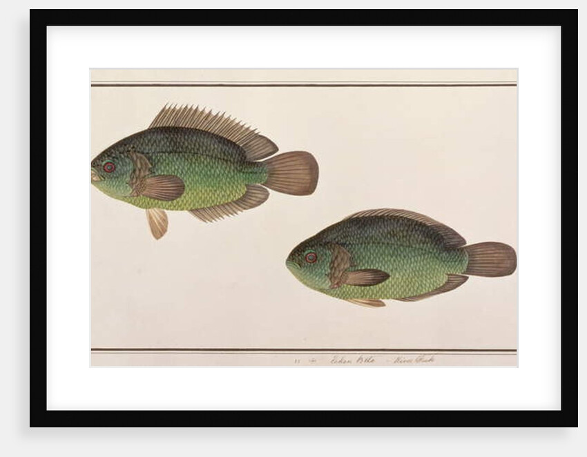 Climbing Perch by School Chinese