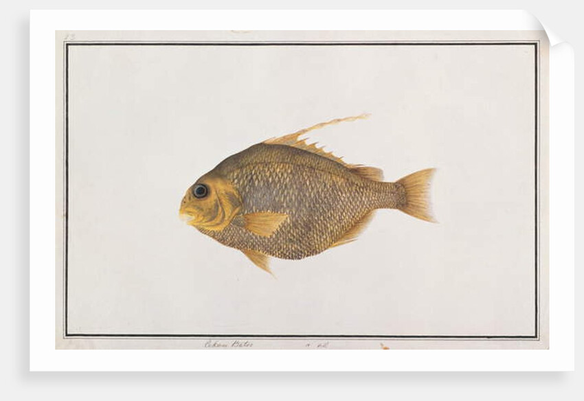 Spadefish by School Chinese