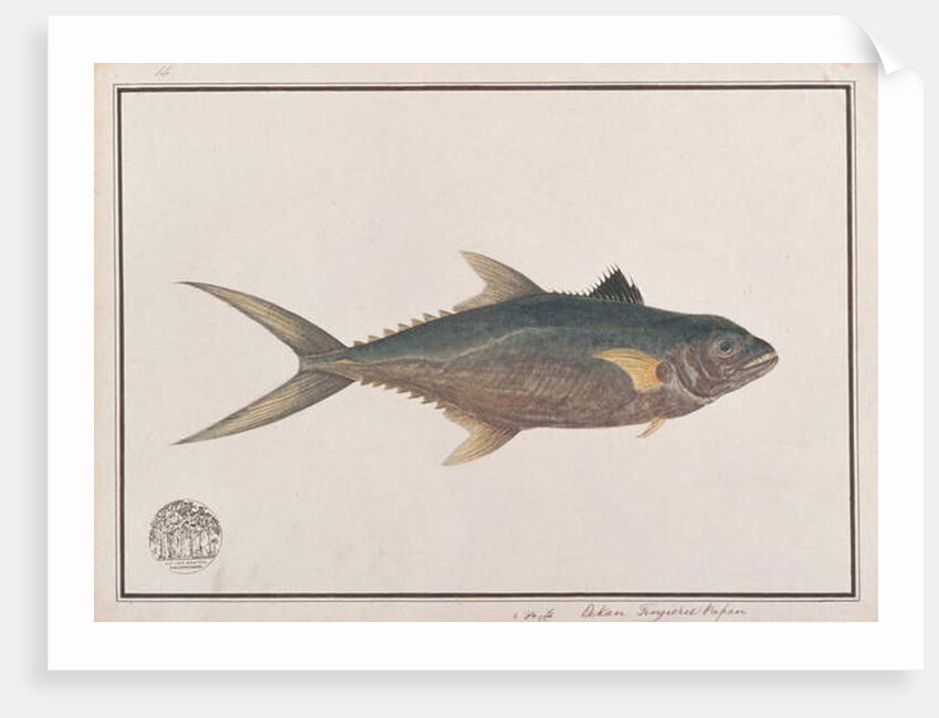 Indo-Pacific King Mackerel by School Chinese