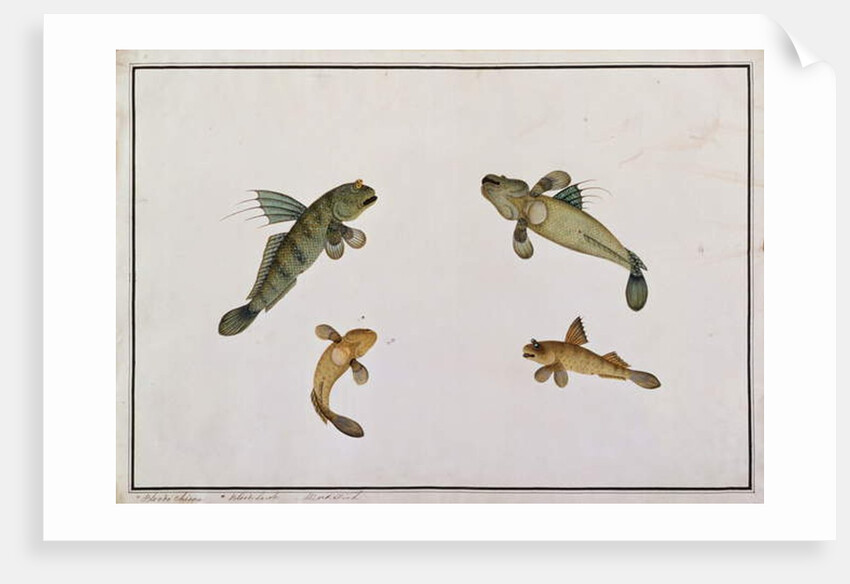 Mud Fish, Bloodo chiena, Bloodo La-ore by School Chinese