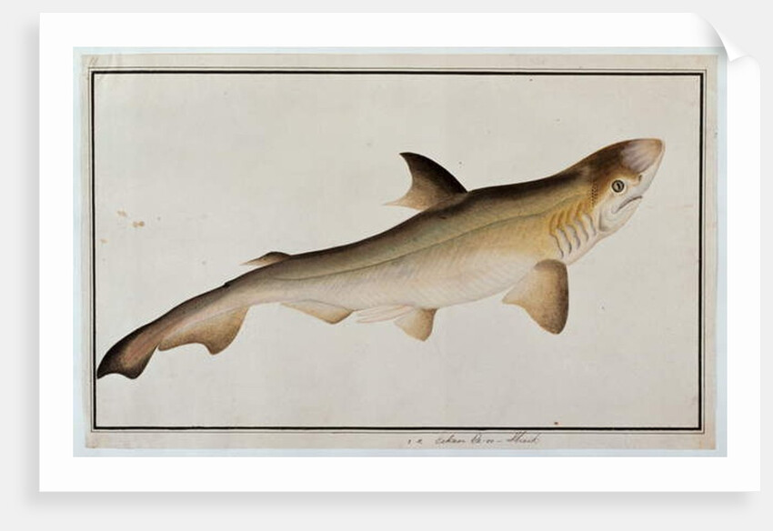 Shark, Eekan Ee-oo by School Chinese