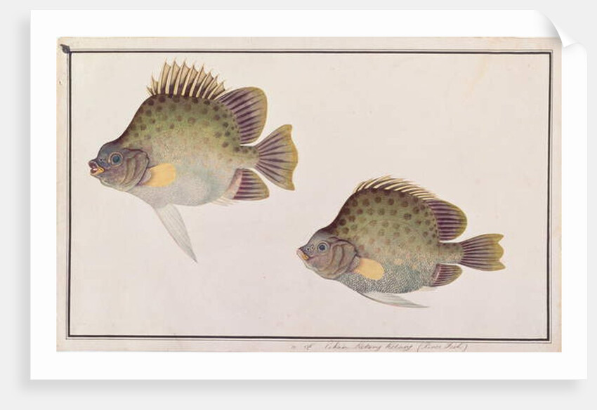 Spotted Scat by School Chinese