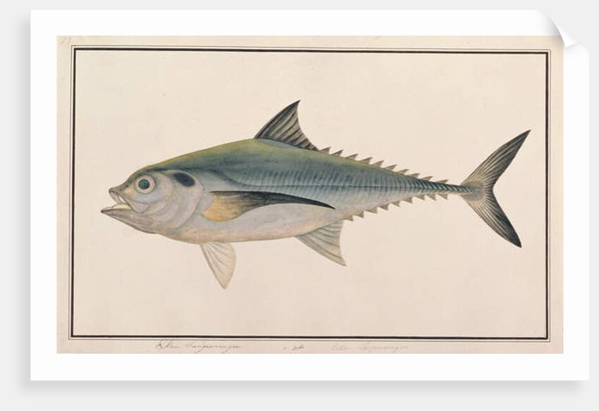 Hardtail Scad by School Chinese