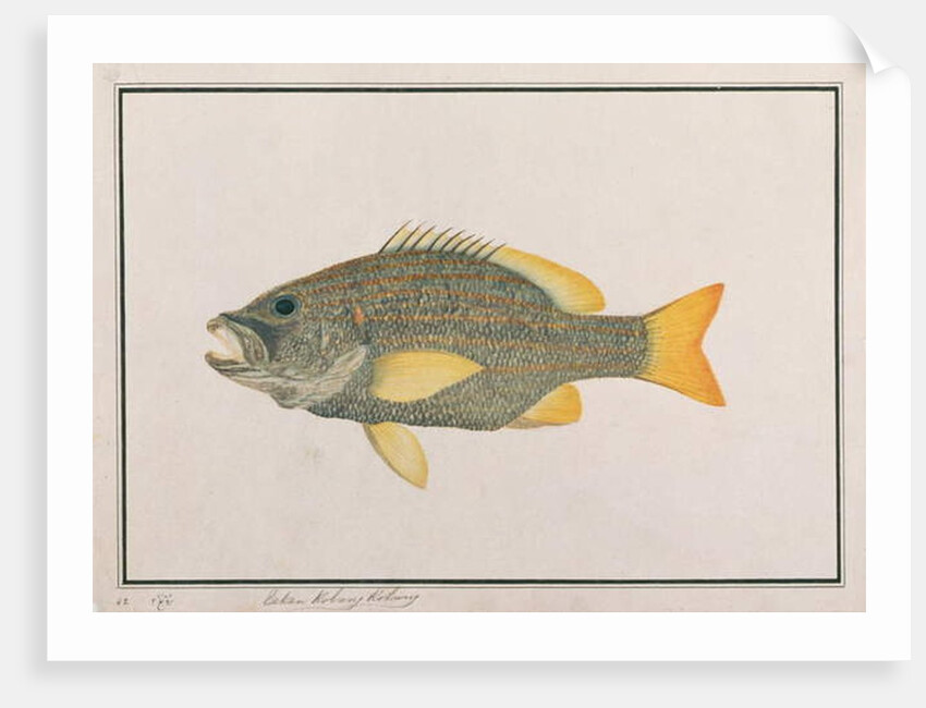 Spanish Flag Snapper by School Chinese