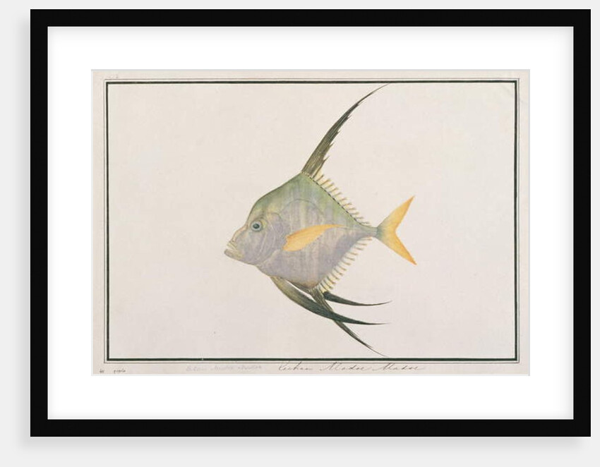 Indian Threadfish by School Chinese