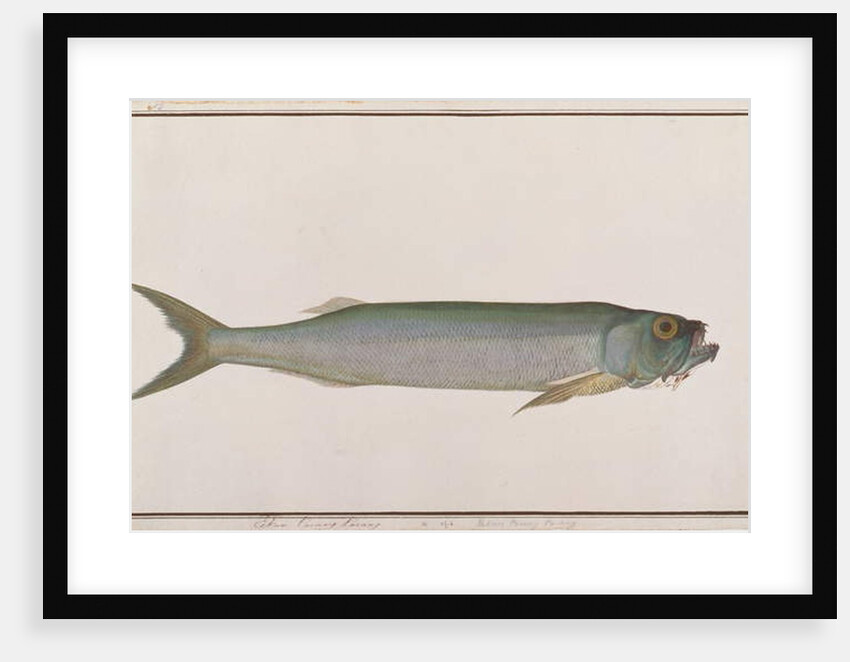 Dorab Wolf-herring by School Chinese