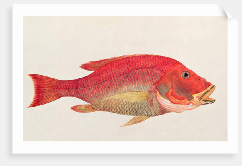 Eekan Bambangan by School Chinese