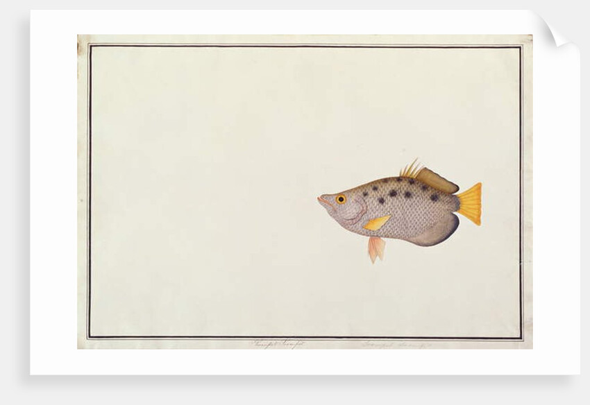 Spotted Archerfish by School Chinese