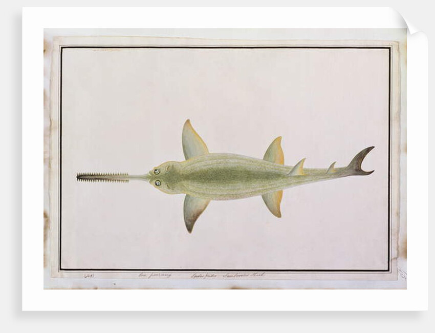 Sword Snouted Shark, Eeu parrang, Squalus poristis by School Chinese
